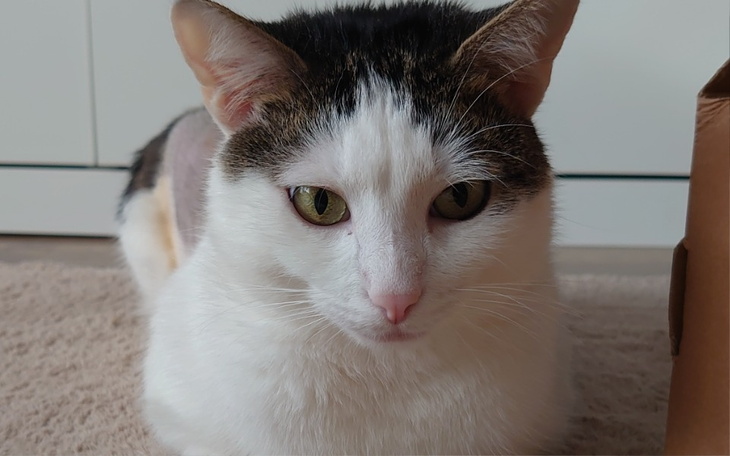 Zbiórka Leczenie kotki Ozi - zdjęcie główne