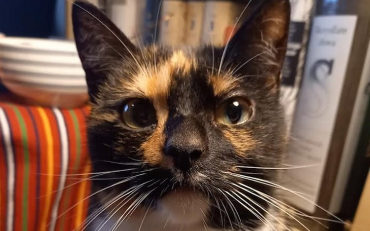 Kot o tricolorowym futrze, patrzący na kamerę.