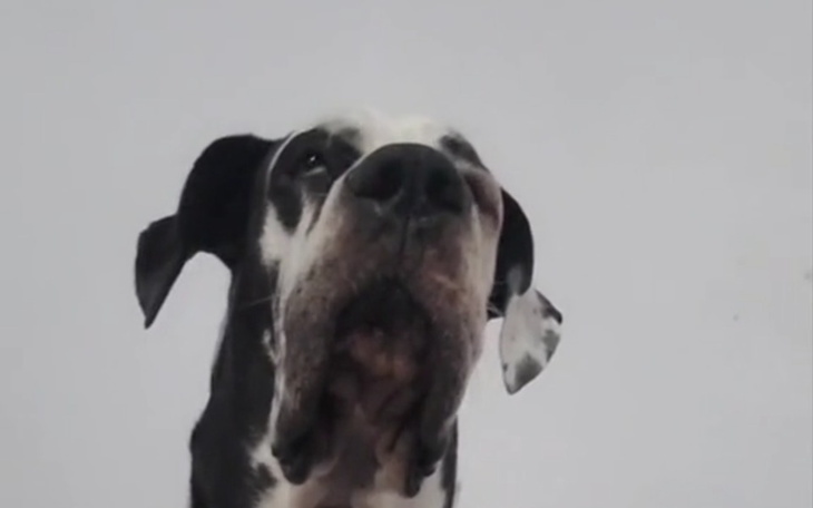 Zbiórka Pomoc freda - zdjęcie główne