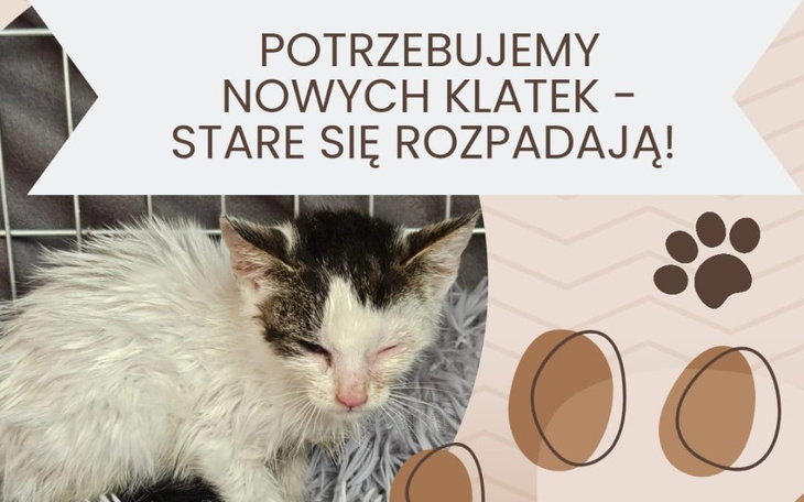 Kotek potrzebuje nowej klatki, ponieważ stara się rozpada.