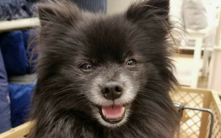 Zbiórka Podaj łapę Barry'emu - zdjęcie główne