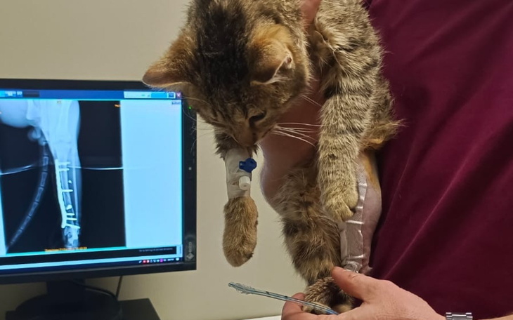 Kot z uszkodzoną łapką, trzymany przez weterynarza, z rentgenem w tle.