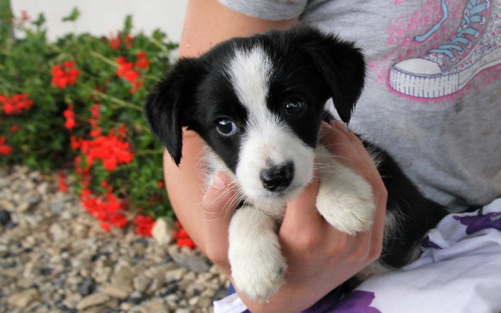 Mały szczeniak trzymany w rękach, z dużymi oczami.