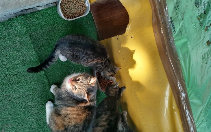 Zbiórka Dla moich bezdomniaczków - zdjęcie główne