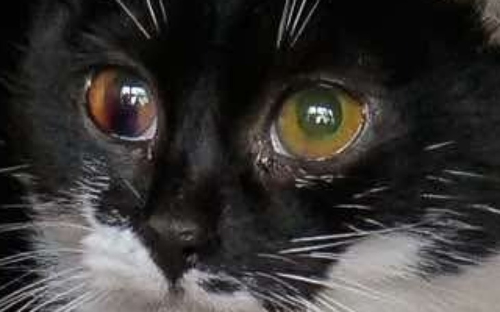 Zbliżenie na twarz kota, z różnokolorowymi oczami i wyrazistym futrem.