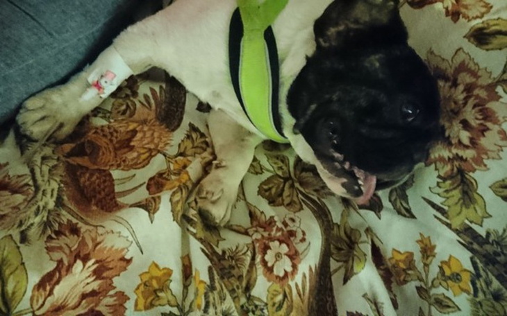 Zbiórka Razem uratujmy Froda - zdjęcie główne