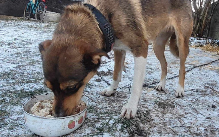 Pies jedzący z miski na śniegu, z radością spożywający posiłek.
