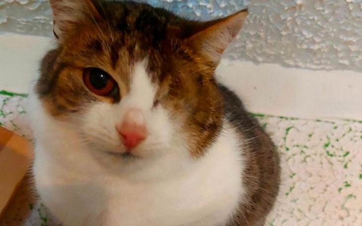 Kot z jednym okiem, siedzący na podłodze.