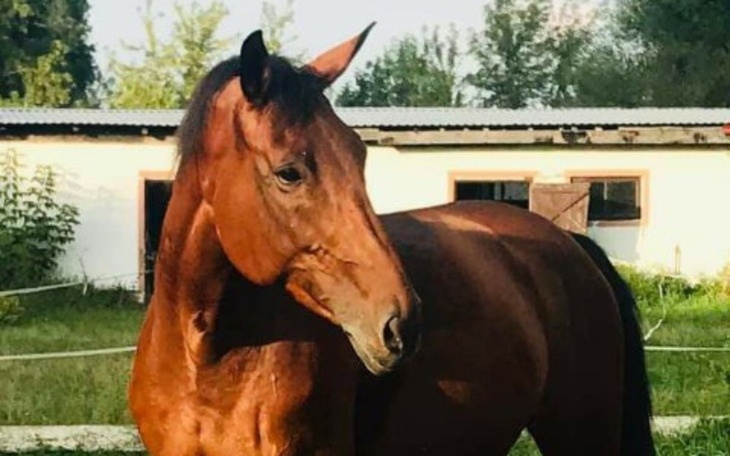 Zbiórka Te konie chcą żyć. POMOCY . - zdjęcie główne