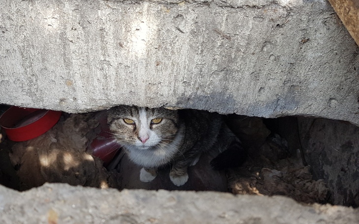 Zbiórka Serce dla Kociaków - zdjęcie główne