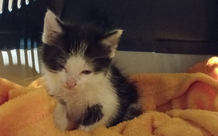 Mały kotek na pomarańczowym kocyku, wygląda na zmęczonego.