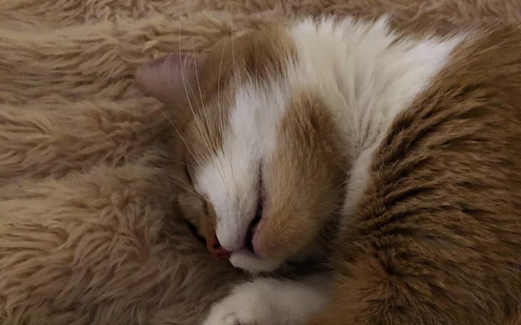 Zbiórka Walczymy o prawo kotów do życia - zdjęcie główne