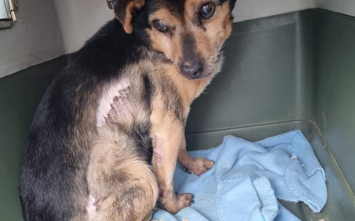 Zbiórka Wartościowa karma dla psów z Woj - zdjęcie główne