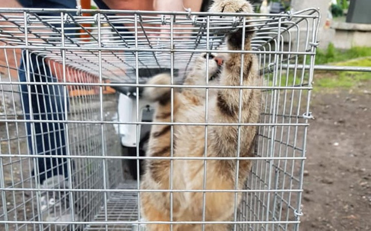 Zbiórka Utrzymanie Kociej Rodziny - zdjęcie główne