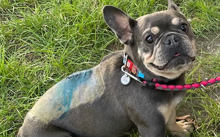 Zbiórka Zoya dzielna wojowniczka - zdjęcie główne