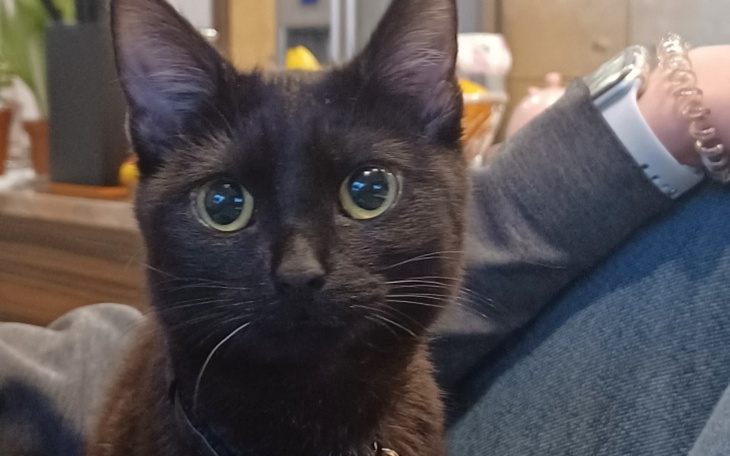 Zbiórka Uratujmy Bagire - zdjęcie główne