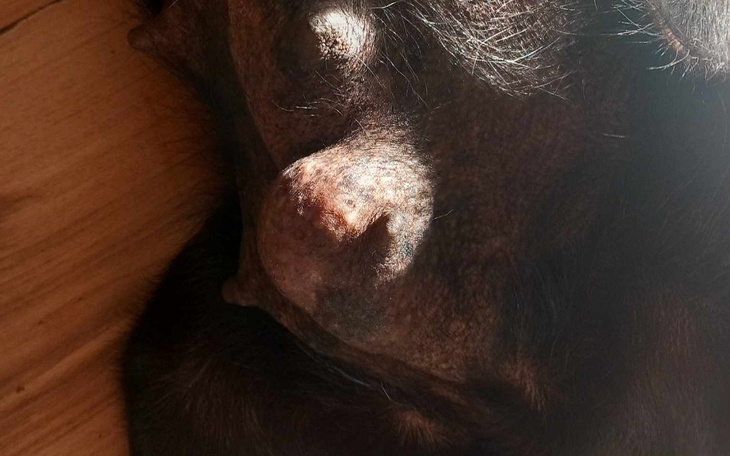 Zbiórka Usunięcie przepukliny u psa. - zdjęcie główne