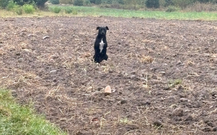 Zbiórka Gdy dzikość odebrała Ci życie - zdjęcie główne