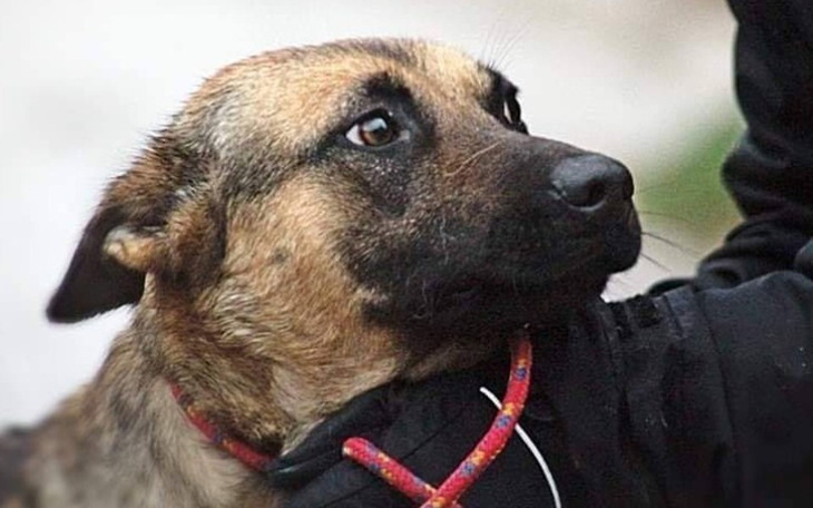 Zbiórka Emma - na ratunek suni z Radys - zdjęcie główne