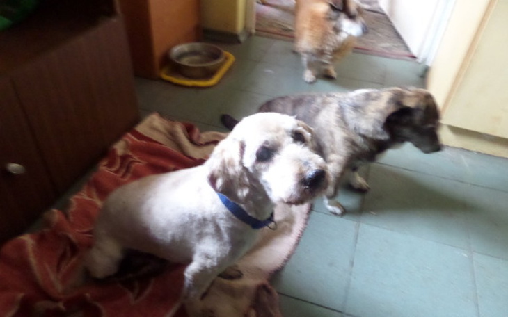 Zbiórka Staruszkom - na pełną miskę - zdjęcie główne