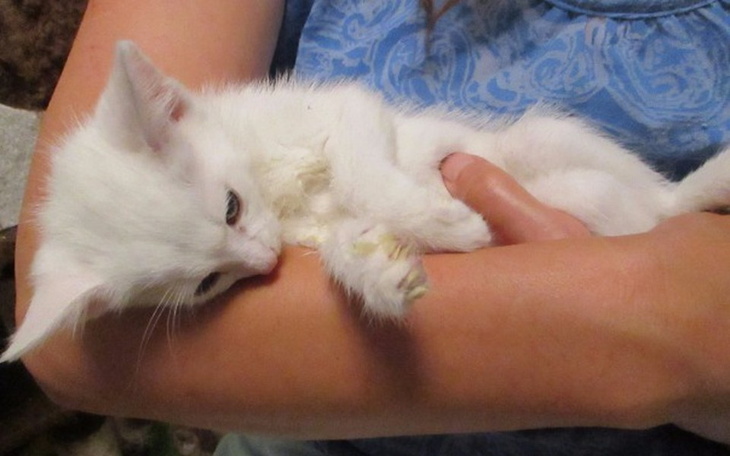 Zbiórka Leki i pokarm dla małych KOTKÓW - zdjęcie główne