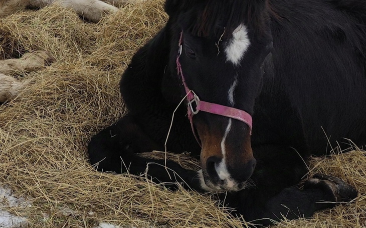 Zbiórka Czy to koniec Rakony - zdjęcie główne