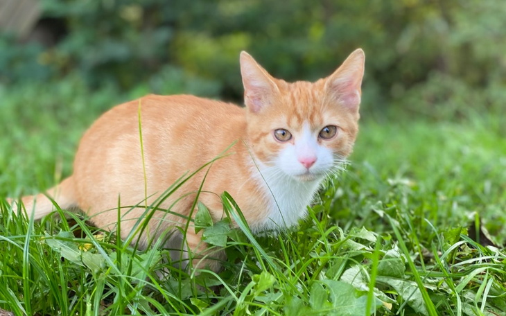 Zbiórka Leczenie Ryżyka - zdjęcie główne