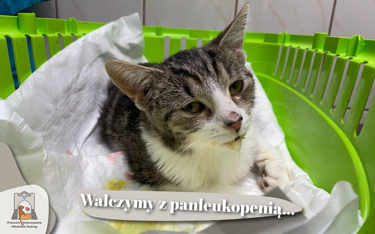 Zbiórka Walczymy z panleukopenią - zdjęcie główne