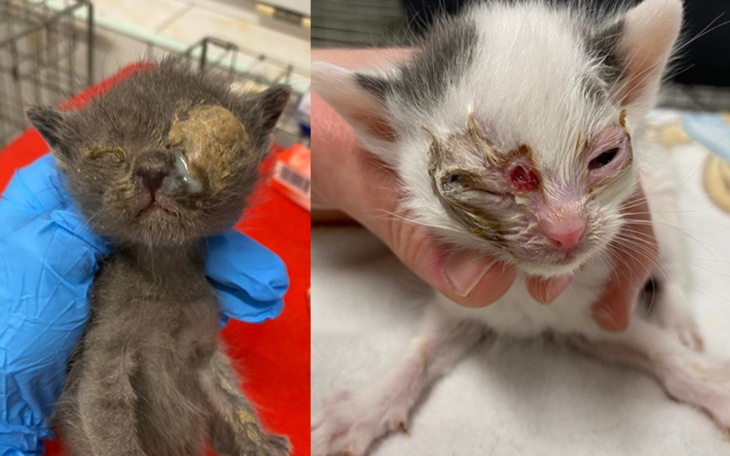 Zbiórka Dwa umierające kocięta - zdjęcie główne