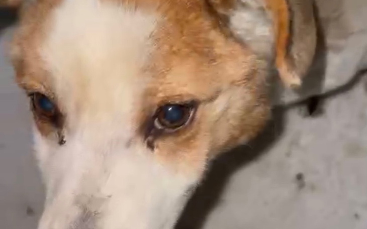 Zbliżenie na psa, wyraziste oczy i przyjazny wygląd.