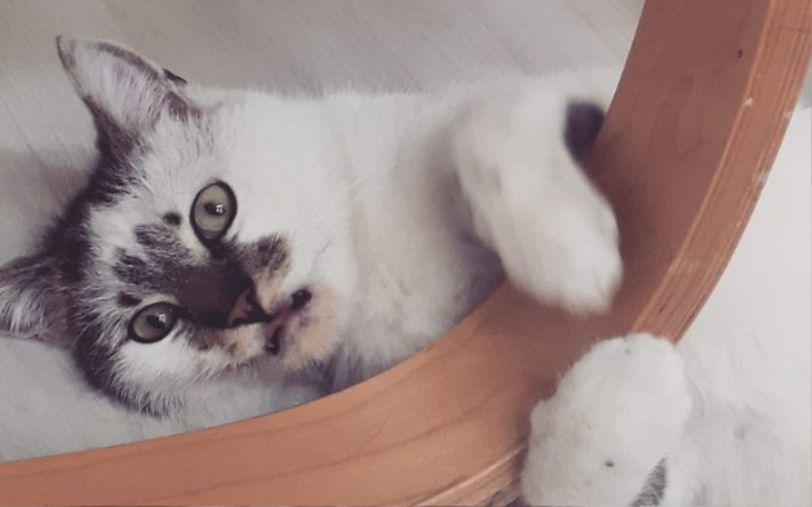 Zbiórka Na start kociej fundacji - zdjęcie główne