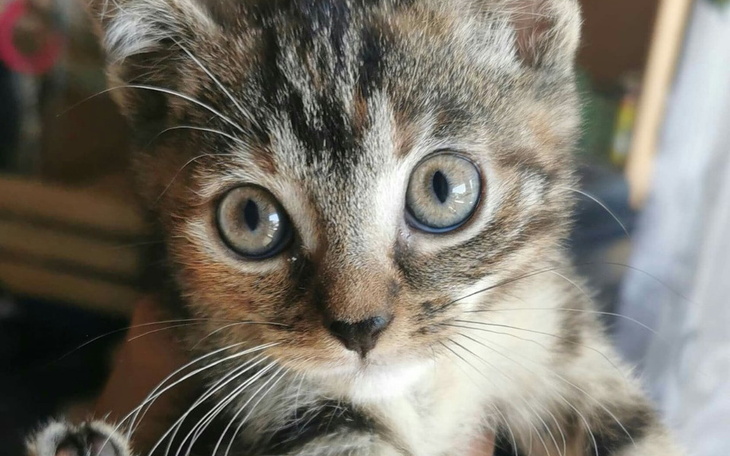 Zbiórka Jesienna zbiórka na karmę - zdjęcie główne