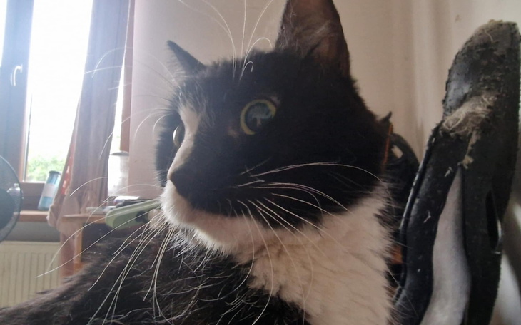 Czarny kot z długimi wąsami, patrzący w kamerę.