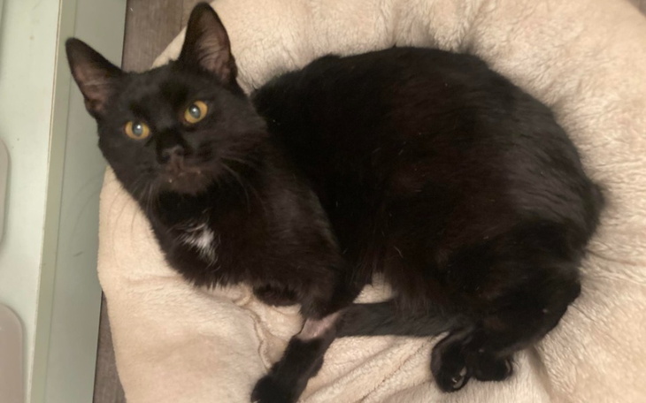 Zbiórka Na uratowanie zycia Syriusza - zdjęcie główne