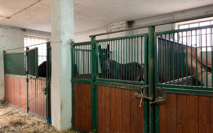 Zbiórka Na przetrwanie dla zwierząt - zdjęcie główne