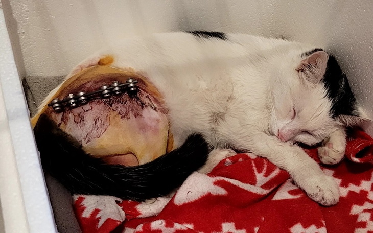 Kot śpiący na kocu, z widoczną raną na brzuchu.