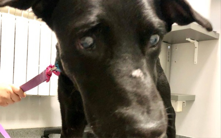 Zbiórka Tobiś błaga o pomoc w leczeniu - zdjęcie główne