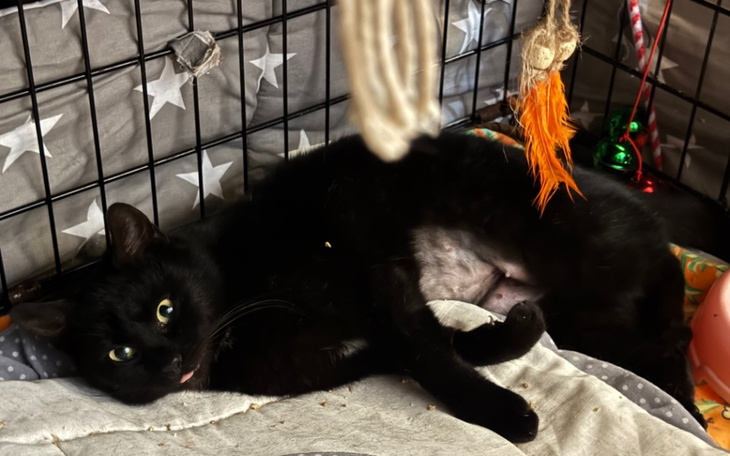 Czarny kot leżący w klatce, z wyciągniętym językiem.