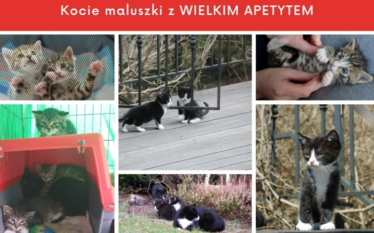 Zbiórka Karma dla kocich maluszków. - zdjęcie główne