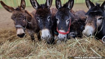 Zbiórka Kastracja ocalonych ogierków - miniaturka zdjęcia