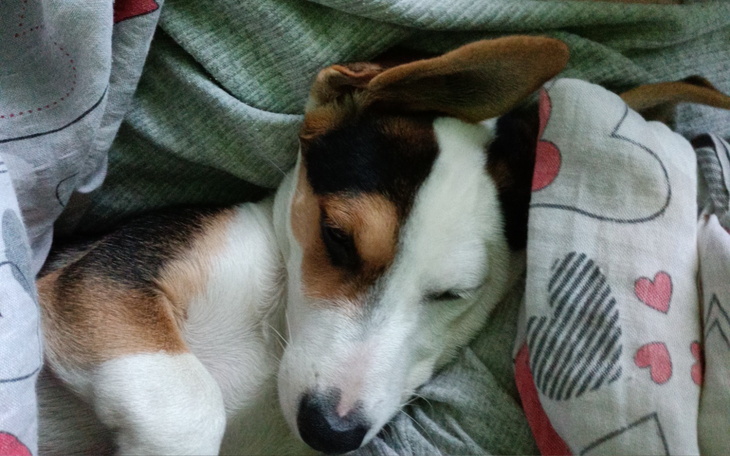 Beagle śpiący w kocu, zrelaksowany i spokojny.