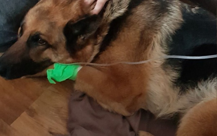 Zbiórka Sara prosi o pomoc - zdjęcie główne