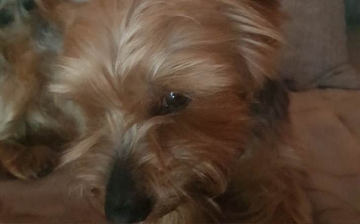 Zbiórka Operacja tchawicy - zdjęcie główne