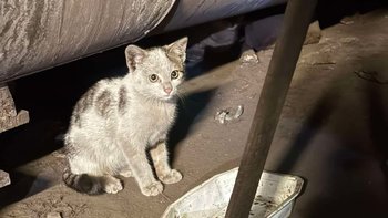 Zbiórka Bezdomniaki z Huty Katowice - miniaturka zdjęcia