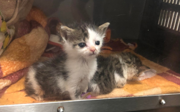 Zbiórka Uratujmy Carla i Ellę - zdjęcie główne