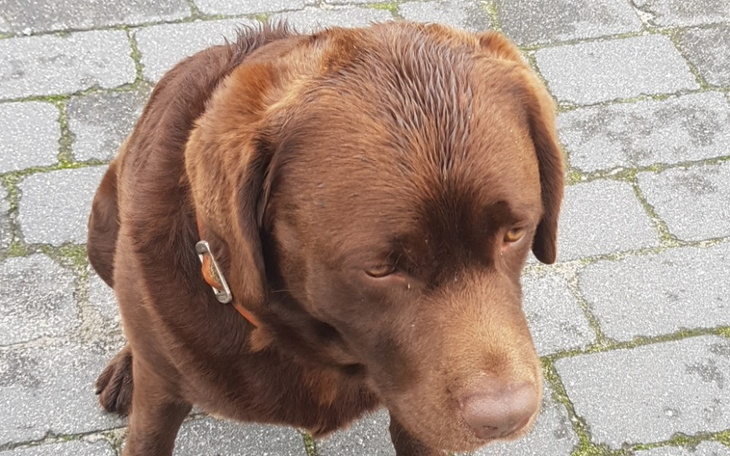 Zbiórka Luckypiesek - zdjęcie główne