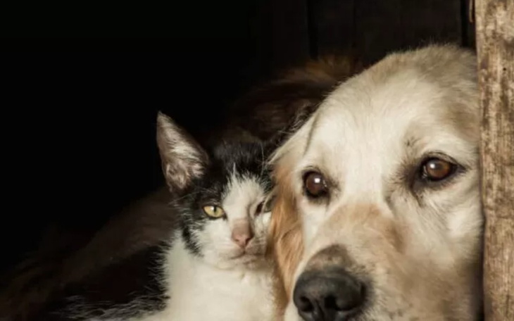 Zbiórka Pomoc dla ukraińskich schronisk - zdjęcie główne