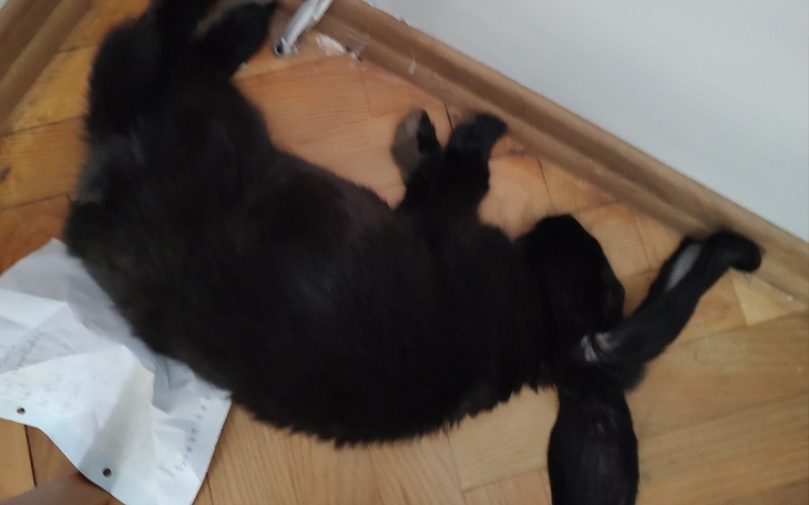 Zbiórka Na życie dla mojego króliczka - zdjęcie główne