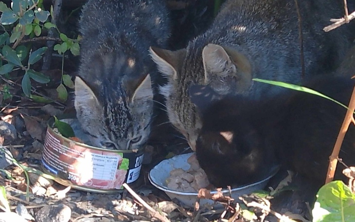 Zbiórka Koty potrzebują twojej pomocy. - zdjęcie główne