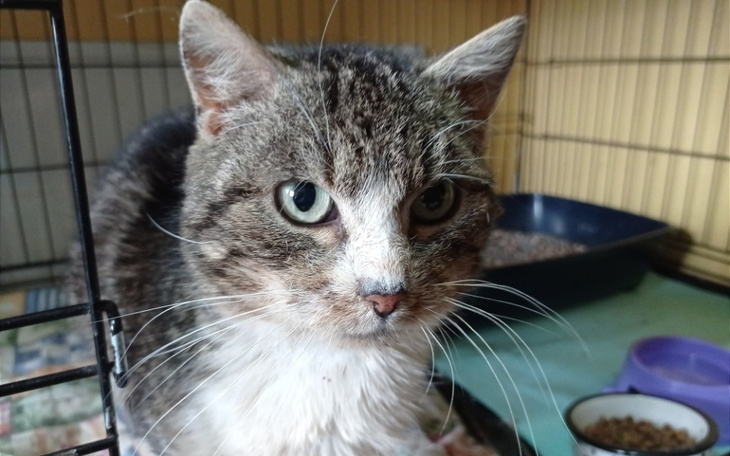 Zbiórka Kociarniane chorowitki - zdjęcie główne